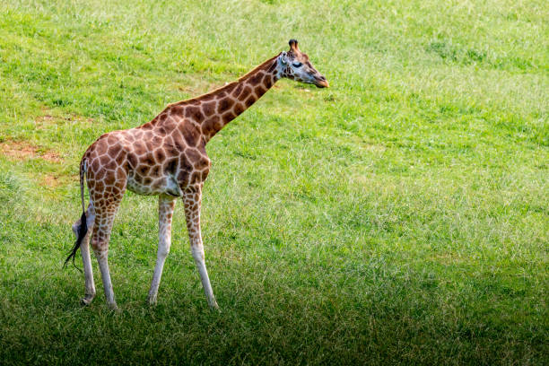 Amazing big giraffes