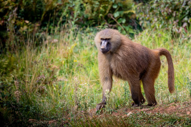 Erwachsener Affe in der Natur. – Foto