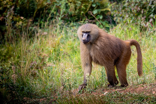 The olive baboon (Papio anubis), also called the Anubis baboon, is a member of the family Cercopithecidae Old World monkeys. The species is the most wide-ranging of all baboons.  Amboseli National Park, Kenya.