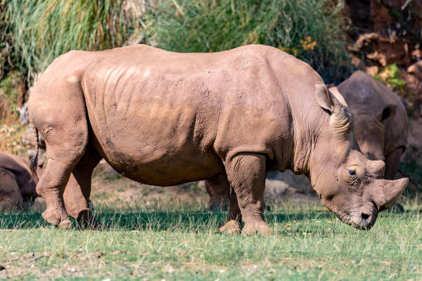 istock Big Rhino grazing in the meadow 1187205849