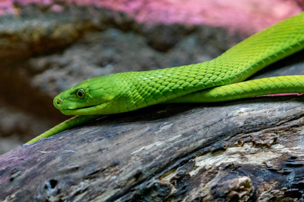 istock Portrait of a mortal snake 1187205876