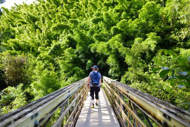 Photo of Young male tourist following the path through dense bamboo forest, leading to famous Waimoku Falls.