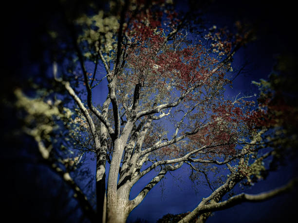 Autumn Foliage and Bluebird Skies