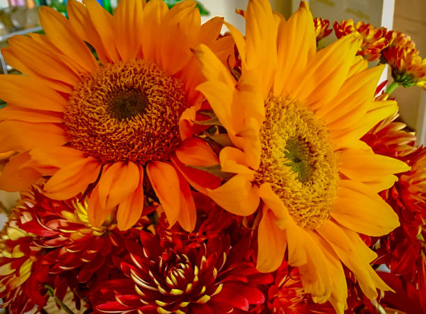 istock Mexican Sunflowers 1187210469