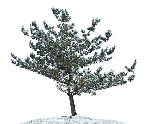 Photo of Pine Tree Isolated