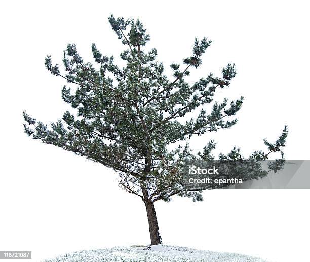 Pine Tree Isolated Stock Photo - Download Image Now - Bent, Branch - Plant Part, Color Image