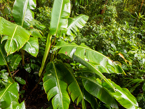 Leaves in the rainforest