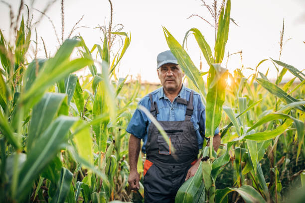 istock Senior farmerwalking  in corn field 1187216651