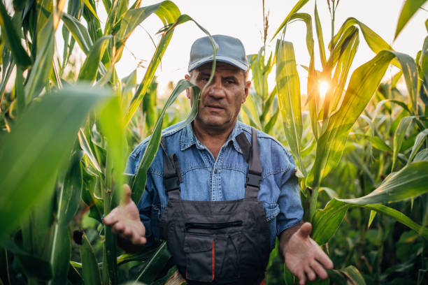 istock Senior farmer in corn field 1187216814