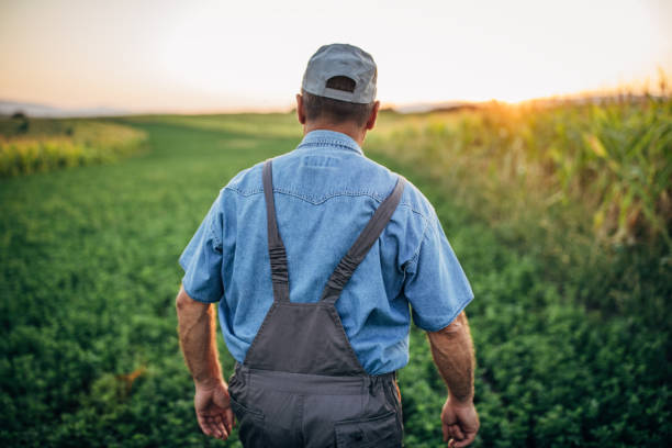 istock Senior farmer walking in field 1187216915