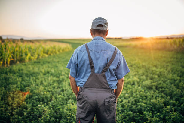istock Senior farmer looking at sunset 1187216933