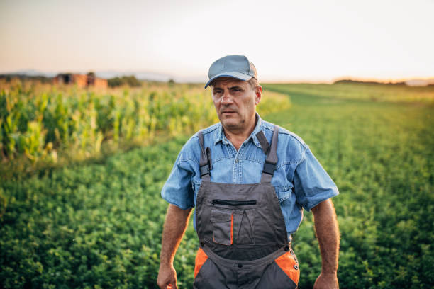 istock Senior farmer at field 1187216975