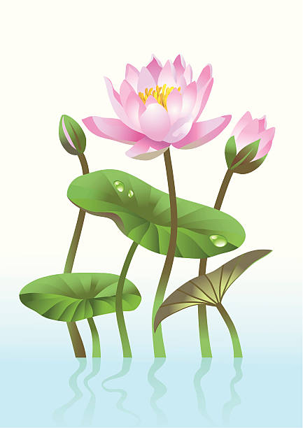 розовый лотос цветок - вода lily stock illustrations