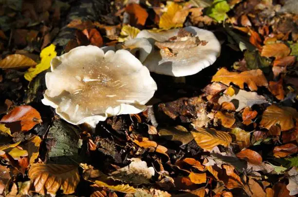 Close up of isolated shiny milk-white brittlegill mushroom fungus (russula delica) illuminated by natural autumn sun between leaves in underwood of forest - Germany