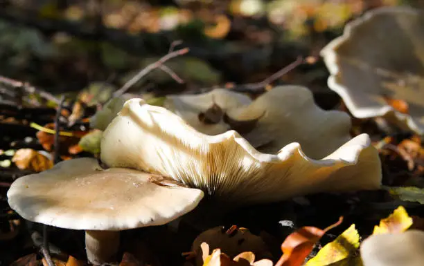 Close up of isolated shiny milk-white brittlegill mushroom fungus (russula delica) illuminated by natural autumn sun between leaves in underwood of forest - Germany