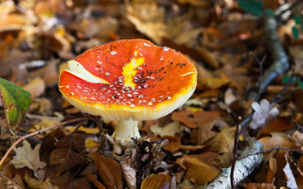 top view close up of isolated toadstool (amanita muscaria, fly agaric) with brown foliage background - mushroom fly agaric mushroom photograph toadstool imagens e fotografias de stock