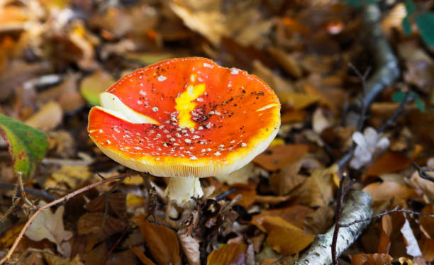 top view close up of isolated toadstool (amanita muscaria, fly agaric) with brown foliage background - mushroom fly agaric mushroom photograph toadstool imagens e fotografias de stock