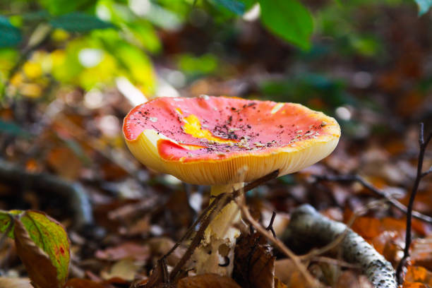 top view close up of isolated toadstool (amanita muscaria, fly agaric) with brown foliage background - mushroom fly agaric mushroom photograph toadstool imagens e fotografias de stock