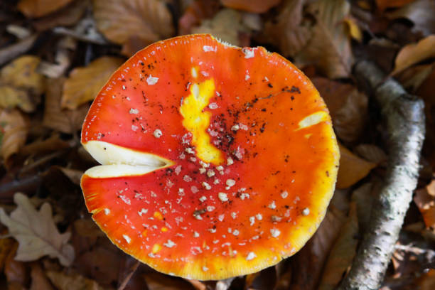 top view close up of isolated toadstool (amanita muscaria, fly agaric) with brown foliage background - mushroom fly agaric mushroom photograph toadstool imagens e fotografias de stock