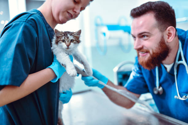 istock Vets Shaving Cat For Surgery 1187219310