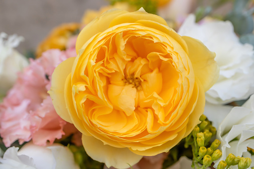 English rose David Austin, big yellow-orange roses