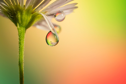 drop of dew on a chamomile petal hangs down.