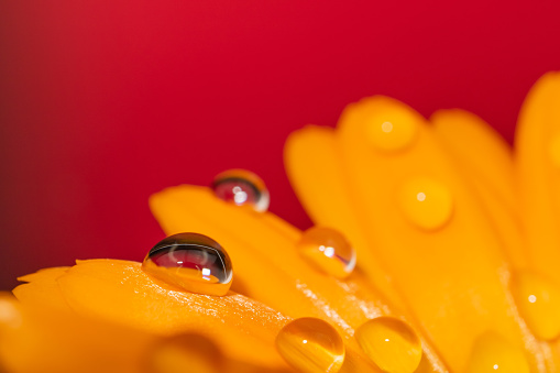 drop of dew on a petal of a marigold calendula.