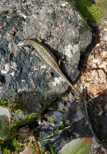istock Pregnant lizard on a rock, top view 1187221275