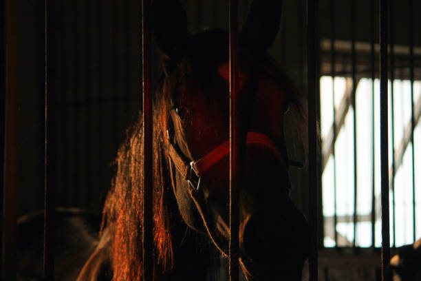 istock Horses locked in a stall at evening 1187222633