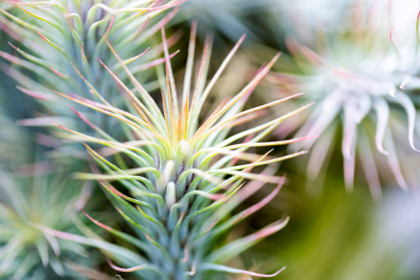 Cactus, macro phpotographjy, beautiful nature background with copy space Cactus, macro photography, beautiful nature background with copy space, full frame horizontal composition cactus plant needle pattern stock pictures, royalty-free photos & images