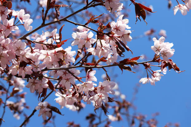 istock Cherry blossom in spring, pink sakura flowers 1187224164