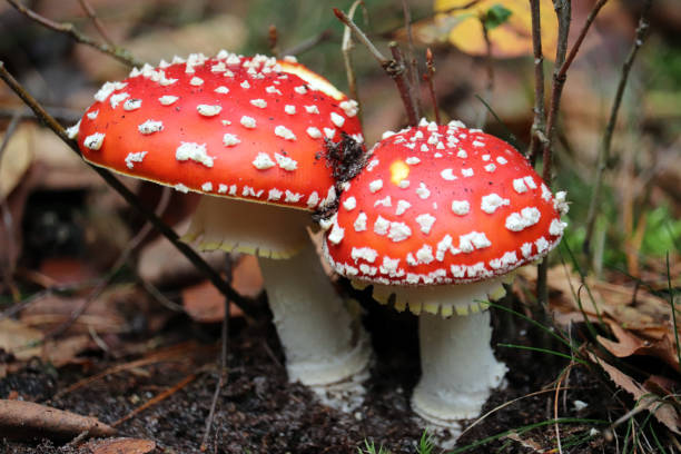 rosso con punti bianchi - mushroom toadstool moss autumn foto e immagini stock