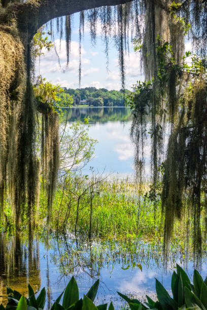 istock Large Oak tree near Lake 1187226931