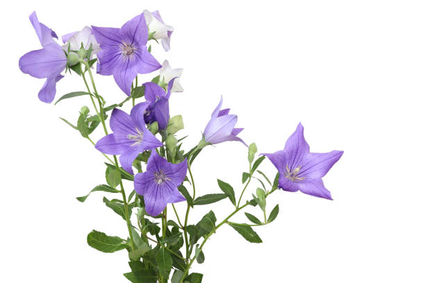 Pictured balloon flower in a white background.