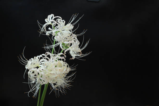 hurricane lily in a black background Pictured hurricane lily in a black background. spider lily stock pictures, royalty-free photos & images