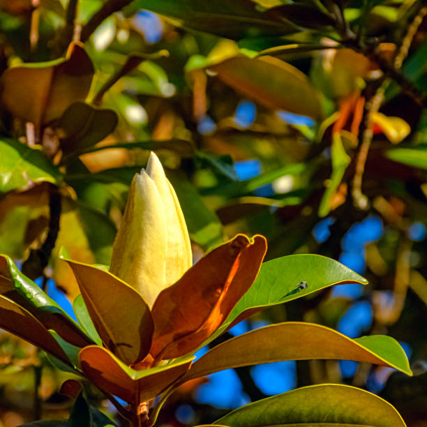 magnolia doltsopa conocida como magnolia del templo, michelia dulce, michelia doltsopa o manipurensis es un arbusto grande o pequeño árbol nativo de la región oriental del himalaya - sweet magnolia white large flower fotografías e imágenes de stock