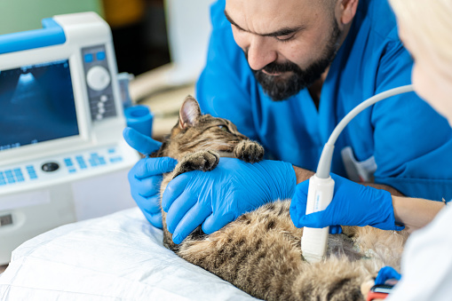Los veterinarios llevan a cabo un examen por ultrasonido de un gato doméstico photo