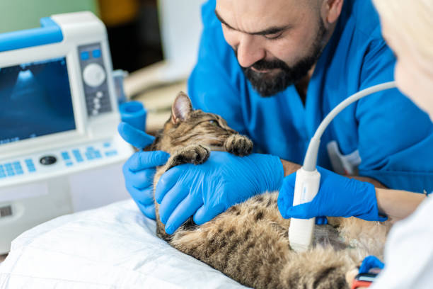 los veterinarios llevan a cabo un examen por ultrasonido de un gato doméstico - ultrasound human pregnancy ultrasound machine doctor fotografías e imágenes de stock