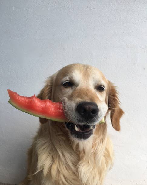 istock Golden Retriever and watermelon. 1187229512