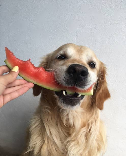 istock Golden Retriever and watermelon. 1187229545