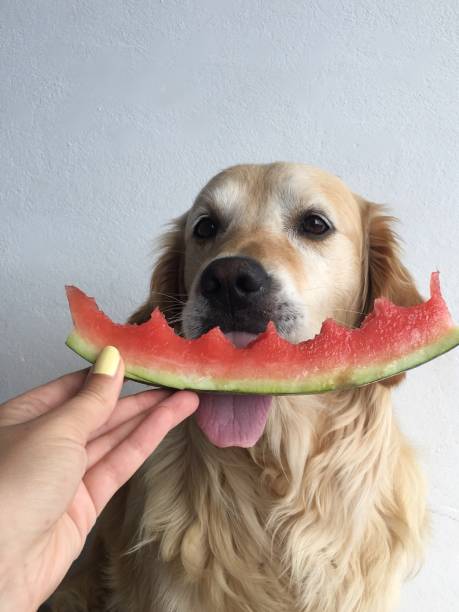 istock Golden Retriever and watermelon. 1187230078