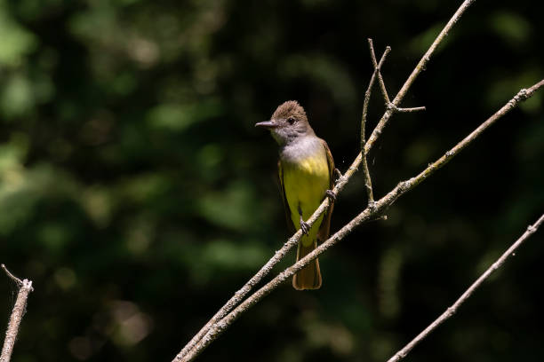 istock The great crested flycatcher (Myiarchus crinitus) male perched near nest. 1187230512