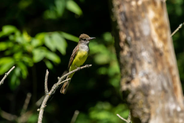 istock The great crested flycatcher (Myiarchus crinitus) male perched near nest. 1187230550