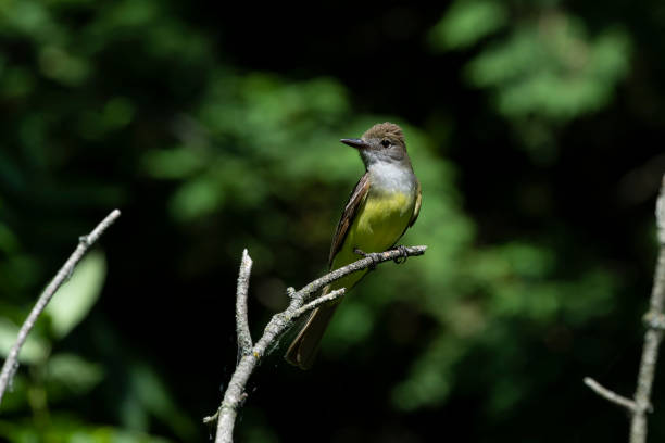 istock The great crested flycatcher (Myiarchus crinitus) male perched near nest. 1187230594