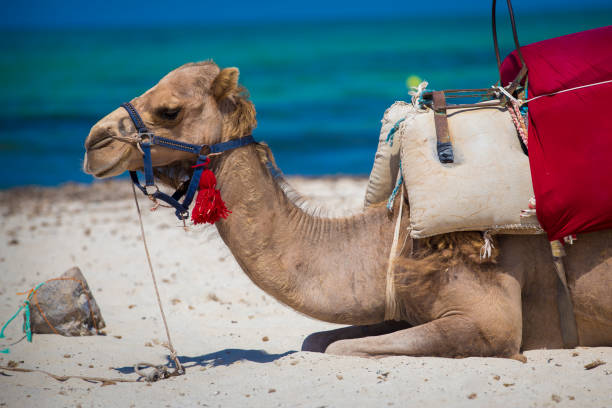 kamel gegen blauen himmel. kamel ist traditionelle arabische wüste tier - camel animal dromedary camel desert stock-fotos und bilder