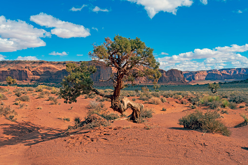 Lone Tree in a Vast Desert in Monument Valley in Arizona