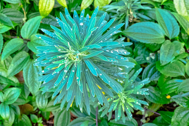 Euphorbia characias known as spurge black pearl, Albanian or large Mediterranean spurge with dew on leaves Euphorbia characias known as spurge black pearl, Albanian or large Mediterranean spurge with dew on leaves euphorbia characias stock pictures, royalty-free photos & images