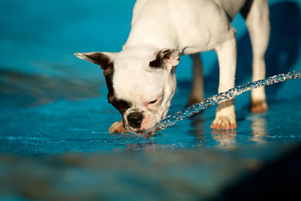 Dog drinking water from hose