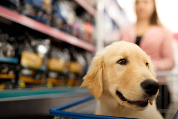 hund im einkaufswagen - tierhandlung stock-fotos und bilder
