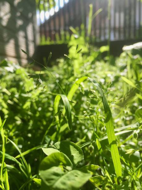 istock Close up of grass 1187235040